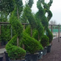 Leylandcipres Als Spiraal (Cupressocyparis Leylandii 'Castlewellan Gold' ) -Tuin Stek Verkoop 102cupr.leyl .castlew.goldspiraal 9