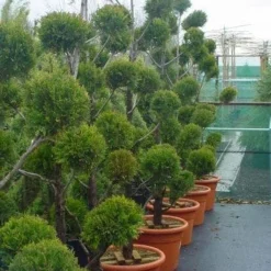 Cupressus Leylandii 'Castlewellan Gold', Pompon