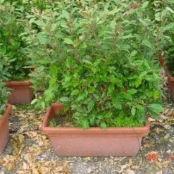 Olijfwilg Meeneemhaag (Elaeagnus Ebbingei) -Tuin Stek Verkoop 125eleagnusebbingeimeeneemhaag 1