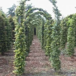 Groene Beukenboog (Fagus Sylvatica )