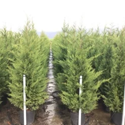 Haagconifeer (Cupressocyparis Leylandii 'Vito') -Tuin Stek Verkoop 15 1