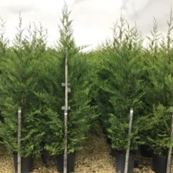 Haagconifeer (Cupressocyparis Leylandii 'Vito') -Tuin Stek Verkoop 16