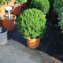 Japanse Hulst In Bolvorm (Ilex Crenata 'Convexa') -Tuin Stek Verkoop 181ilexcrenataconvexabol 3