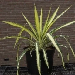 Palmlelie (Yucca Flaccida 'Golden Sword') -Tuin Stek Verkoop 20040829222642 1