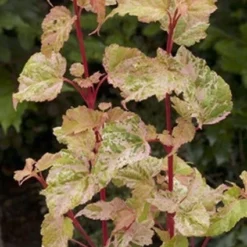 Esdoorn (Acer Conspicuum 'Silver Cardinal')