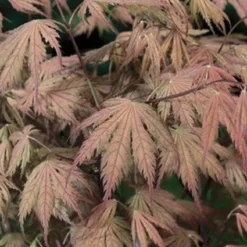Japanse Esdoorn (Acer Palmatum 'Ariadne')