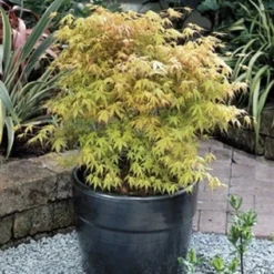 Japanse Esdoorn (Acer Palmatum 'Katsura') -Tuin Stek Verkoop 20060517114138 1