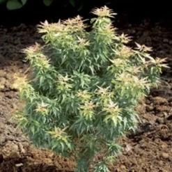 Japanse Esdoorn (Acer Palmatum 'Kotohime')