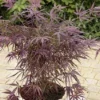 Japanse Esdoorn (Acer Palmatum 'Red Pygmy')