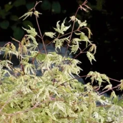 Japanse Esdoorn (Acer Palmatum 'Ukigumo') -Tuin Stek Verkoop 20060517150936 1