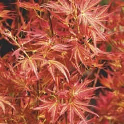 Japanse Esdoorn (Acer Palmatum 'Wilson's Pink Dwarf')