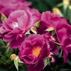 Roos (Rosa 'Rhapsody In Blue') -Tuin Stek Verkoop 20060518170440 1 1