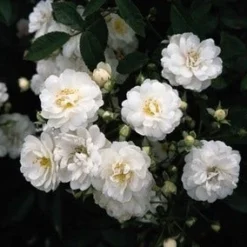 Miniklimroos (Rosa 'Guirlande D'Amour') -Tuin Stek Verkoop 20060518173342 1