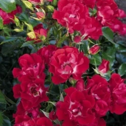 Miniklimroos (Rosa 'Rambling Rosie') -Tuin Stek Verkoop 20060522132020 1