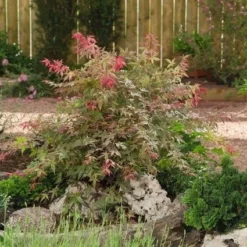 Japanse Esdoorn (Acer Palmatum 'Beni-maiko') -Tuin Stek Verkoop 20060523123223 1