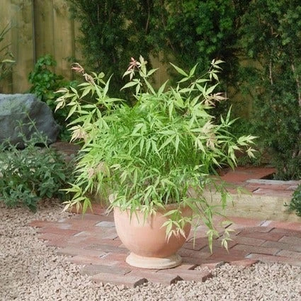 Japanse Esdoorn (Acer Palmatum 'Koto-no-ito') 1 Japanse Esdoorn (Acer Palmatum 'Koto-no-ito')