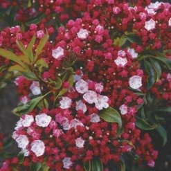 Lepelboom (Kalmia Latifolia)