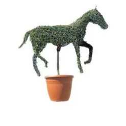 Horse (Ligustrum Delavayanum)