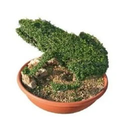 Frog (Ligustrum Delavayanum)