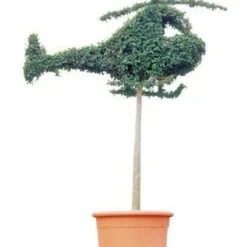 Helicopter (Ligustrum Delavayanum)