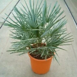 Dwergpalm (Chamaerops Humilis 'Cerifera') -Tuin Stek Verkoop 20060622161932 2