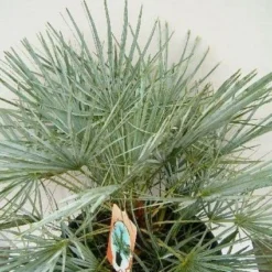 Dwergpalm (Chamaerops Humilis 'Cerifera') -Tuin Stek Verkoop 20060719133839 2