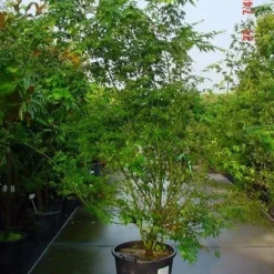 Japanse Esdoorn (Acer Palmatum) -Tuin Stek Verkoop 20070701212919 11