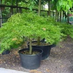Japanse Esdoorn (Acer Palmatum 'Dissectum') -Tuin Stek Verkoop 20070701221729 11