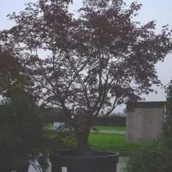 Japanse Esdoorn (Acer Palmatum 'Bloodgood') -Tuin Stek Verkoop 20070701222051 12 1