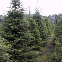 Koreaanse Zilverspar (Abies Koreana) 26 Koreaanse Zilverspar (Abies Koreana) -Tuin Stek Verkoop 20070701225427 6