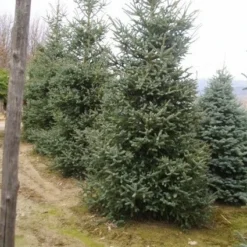 Spaanse Den (Abies Pinsapo 'Glauca') -Tuin Stek Verkoop 20070701230024 6