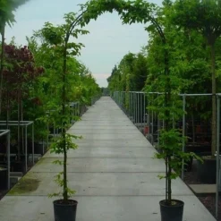 Haagbeuk In Boogvorm (Carpinus Betulus 'Fastigiata' )