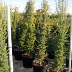 Zuilvormige Ceder (Cedrus Libani 'Fastigiata') -Tuin Stek Verkoop 20070814180447 10