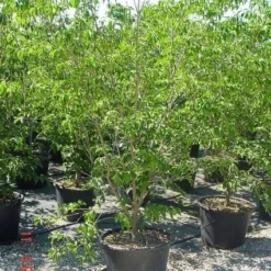 Amerikaanse Kornoelje (Cornus Florida 'Rubra') -Tuin Stek Verkoop 20070816191341 7