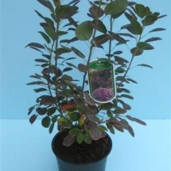 Pruikenboom Als Struik (Cotinus Coggygria 'Royal Purple') 12 Pruikenboom Als Struik (Cotinus Coggygria 'Royal Purple') -Tuin Stek Verkoop 20070905160525 15