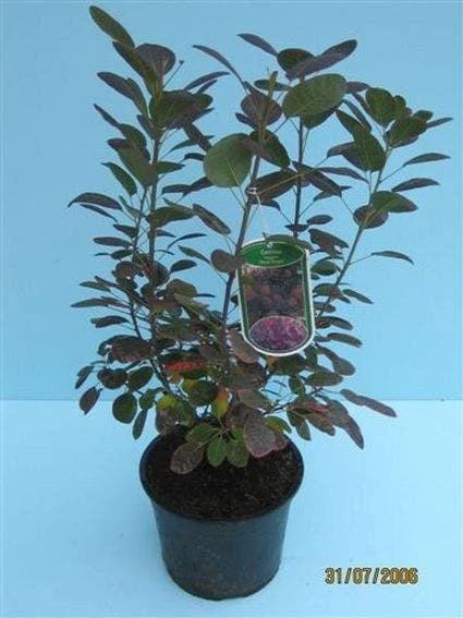 Pruikenboom Als Struik (Cotinus Coggygria 'Royal Purple') 4 Pruikenboom Als Struik (Cotinus Coggygria 'Royal Purple') - Afbeelding 4