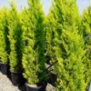 Cipres Kamerconifeer (Cupressus Macrocarpa 'Goldcrest')