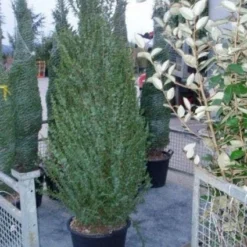 Jeneverbes (Juniperus Communis 'Hibernica') -Tuin Stek Verkoop 20070925230406 7