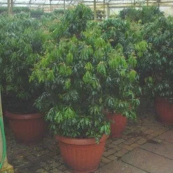 Uitgelichte producten -Tuin Stek Verkoop 20071029230131 14 7 7