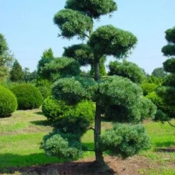 Blauwe Japanse Den (Pinus Parviflora 'Glauca') 11 Blauwe Japanse Den (Pinus Parviflora 'Glauca') -Tuin Stek Verkoop 20071031121537 13