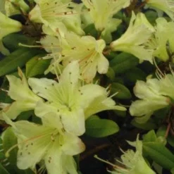 Dwergrhododendron (Rhododendron 'Princess- Anne')
