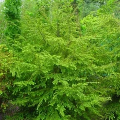Westelijke Hemlockspar (Tsuga Heterophylla)