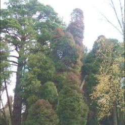 Sikkelden (Cryptomeria Japonica 'Elegans') -Tuin Stek Verkoop 20080611115709 6