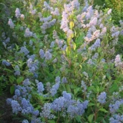 Amerikaanse Sering (Ceanothus 'Gloire De Versailles') -Tuin Stek Verkoop 20080709093156 4