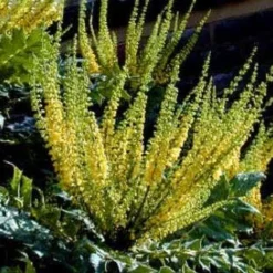 Mahoniestruik (Mahonia Media 'Charity') -Tuin Stek Verkoop 20080709102617 3