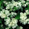 Boerenjasmijn (Philadelphus 'Manteau D'Hermine')