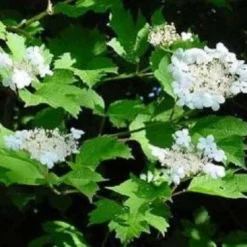 Gelderse Roos (Viburnum Opulus) -Tuin Stek Verkoop 20081105115332 3