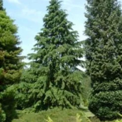 Westelijke Hemlockspar (Tsuga Heterophylla) -Tuin Stek Verkoop 20081113145518 5