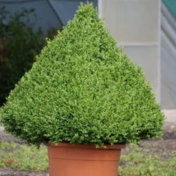 Buxus Als Pyramide (Buxus Sempervirens) -Tuin Stek Verkoop 20090606120524 8