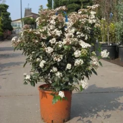 Groenblijvende Sneeuwbal (Viburnum Tinus 'Eve Price') -Tuin Stek Verkoop 20091125113028 50 10